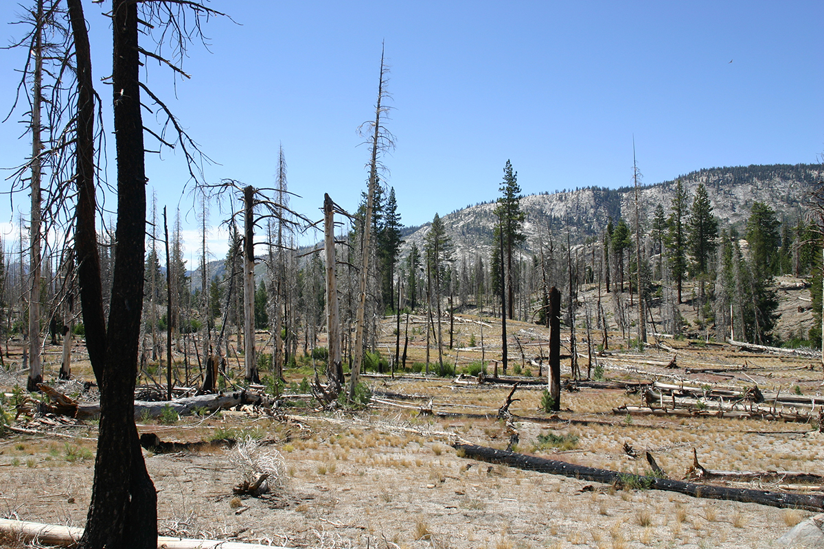 Forested Area in the California Sierras Recovering from a Fire