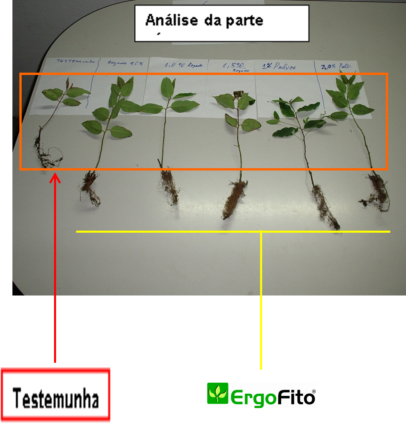fig 2 eucalipto